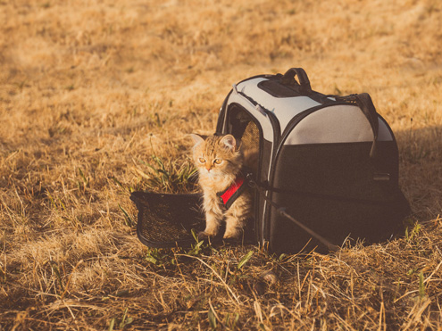 PET CARRIER BAG